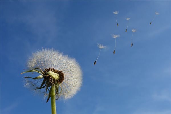 What does it mean to dream of the west wind? What does it mean to dream of the west wind?