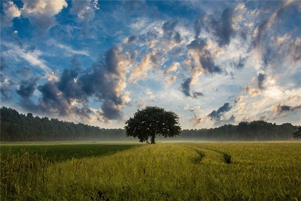 What does it mean to dream of a wilderness? What does it mean to dream of a wilderness?