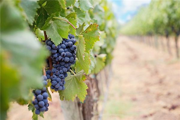 What does it mean to dream of grapevines? What does it mean to dream of grapevines?