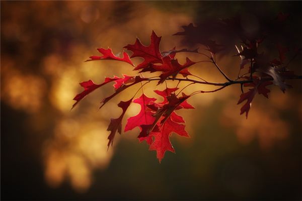 What does it mean to dream of leaves turning red? What does it mean to dream of leaves turning red?