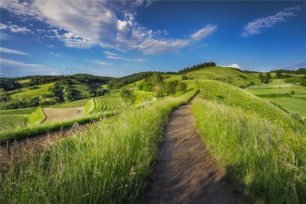 What does it mean to dream of grasslands? What does it mean to dream of grasslands?